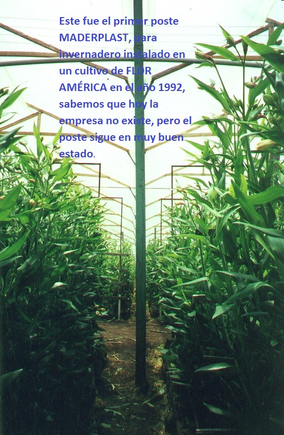 invernaderos para flores en madera plástica maderplast invernadero flor cortada maderas inmunizadas tratadas postes parales mojones care vaca carevaca cerchas estructuras invernadero canal 000 invernaderos para flores en madera plástica maderplast invernadero flor cortada maderas inmunizadas tratadas postes parales mojones care vaca carevaca cerchas estructuras invernadero canal 000